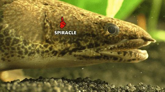 长达200年的解谜过程：鱼类曾经用我们的耳朵来呼吸