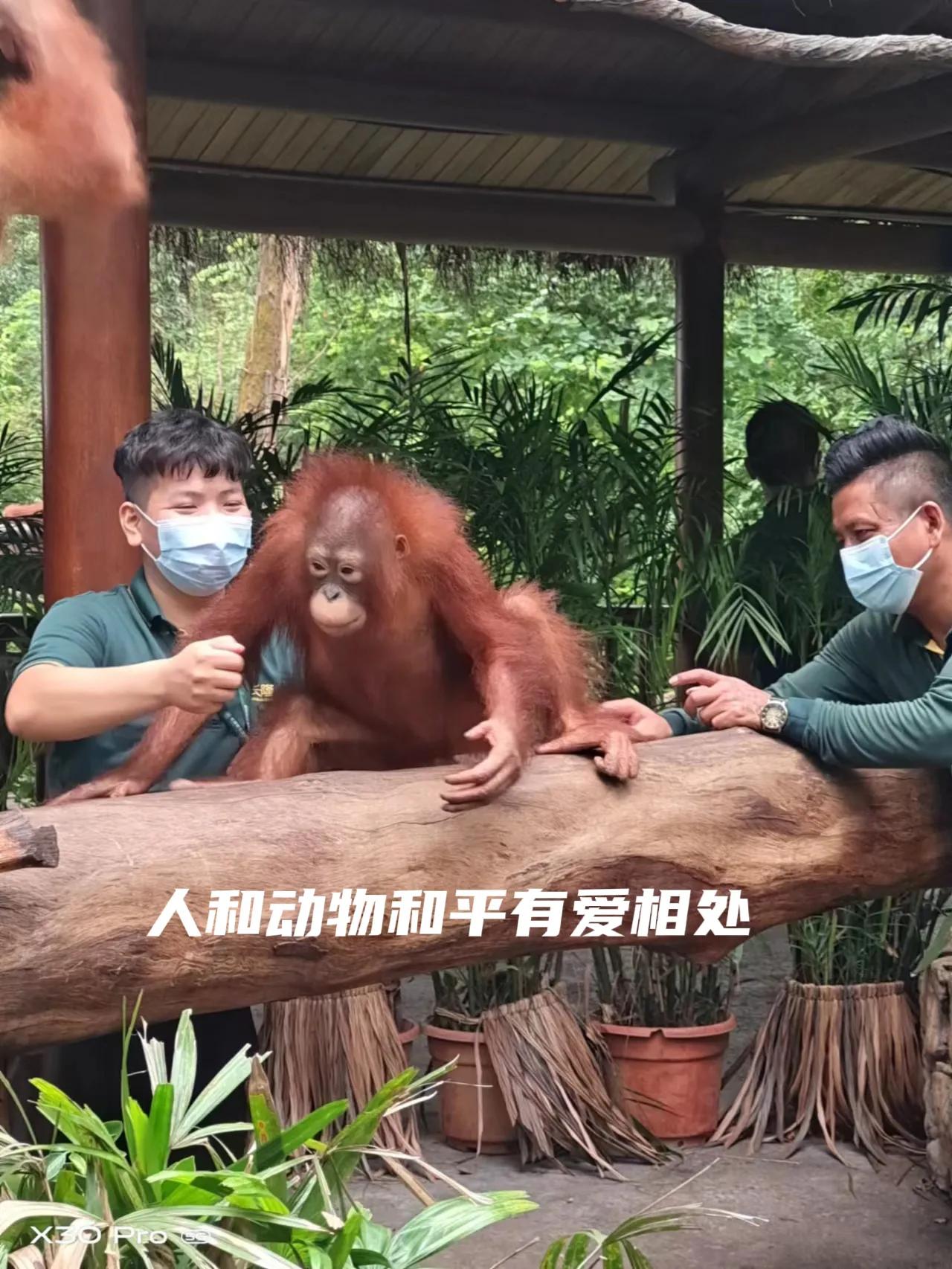 带娃去广州长隆动物园一天门票,带娃游广州长隆野生动物园