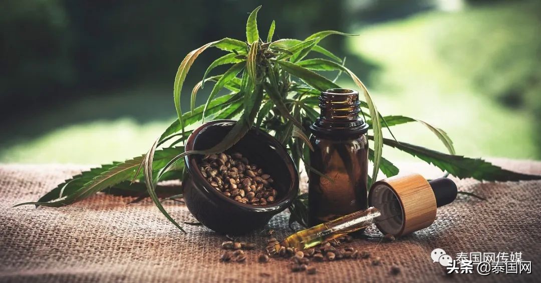 挥刀“自宫”?泰国男子吸食*麻大**过量后疯狂自残,合法化仍在失控