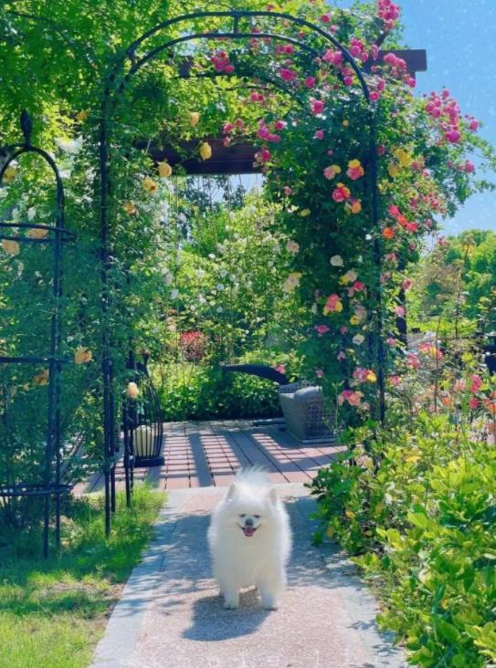 张馨予坎坷情史成功逆袭吴卓羲,吴卓羲张馨予挺般配的