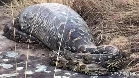 巨蟒捕食真实视频,巨蟒捕食鬣狗视频大全