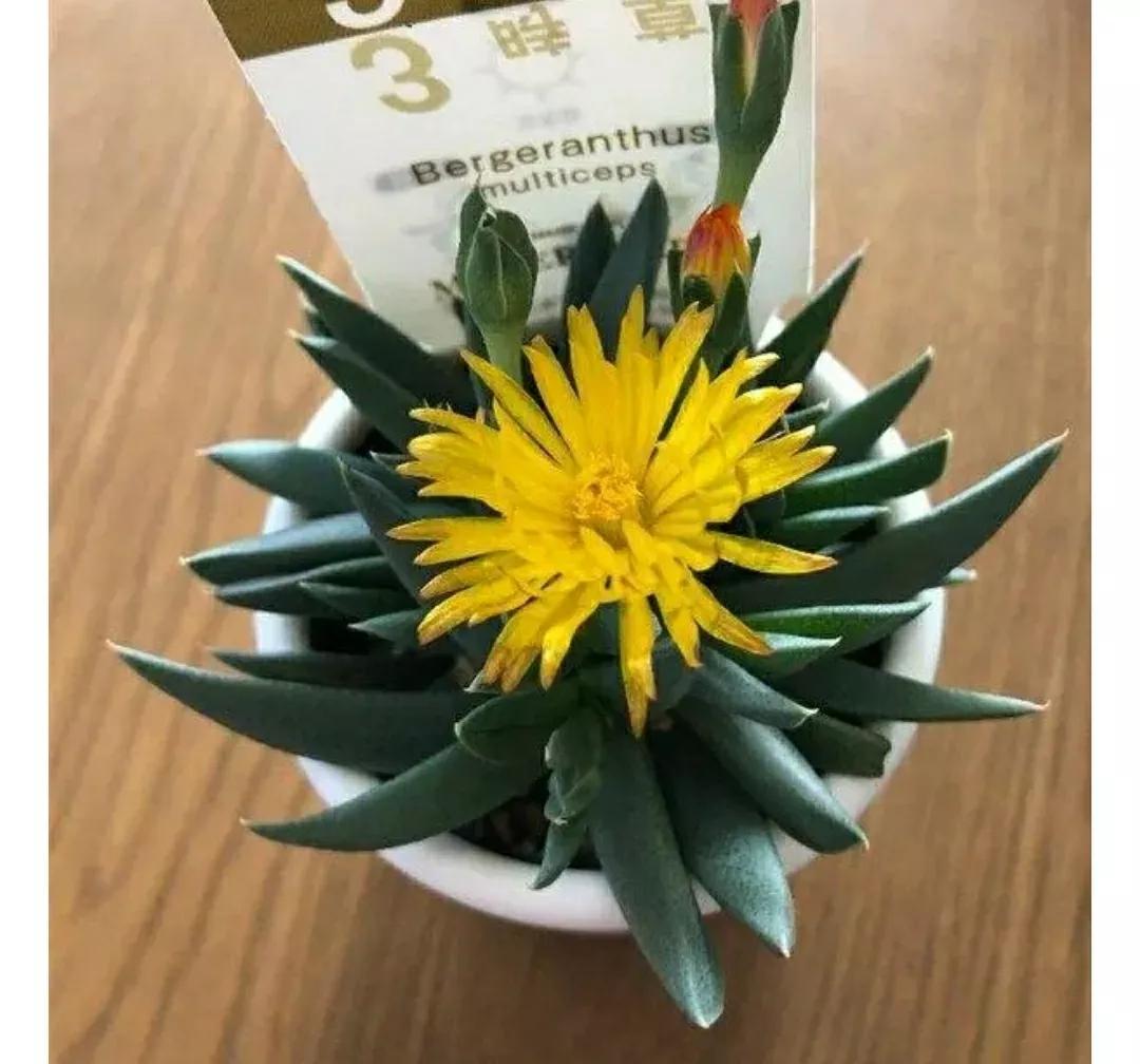 多肉植物石头开花,多肉石头花秋季