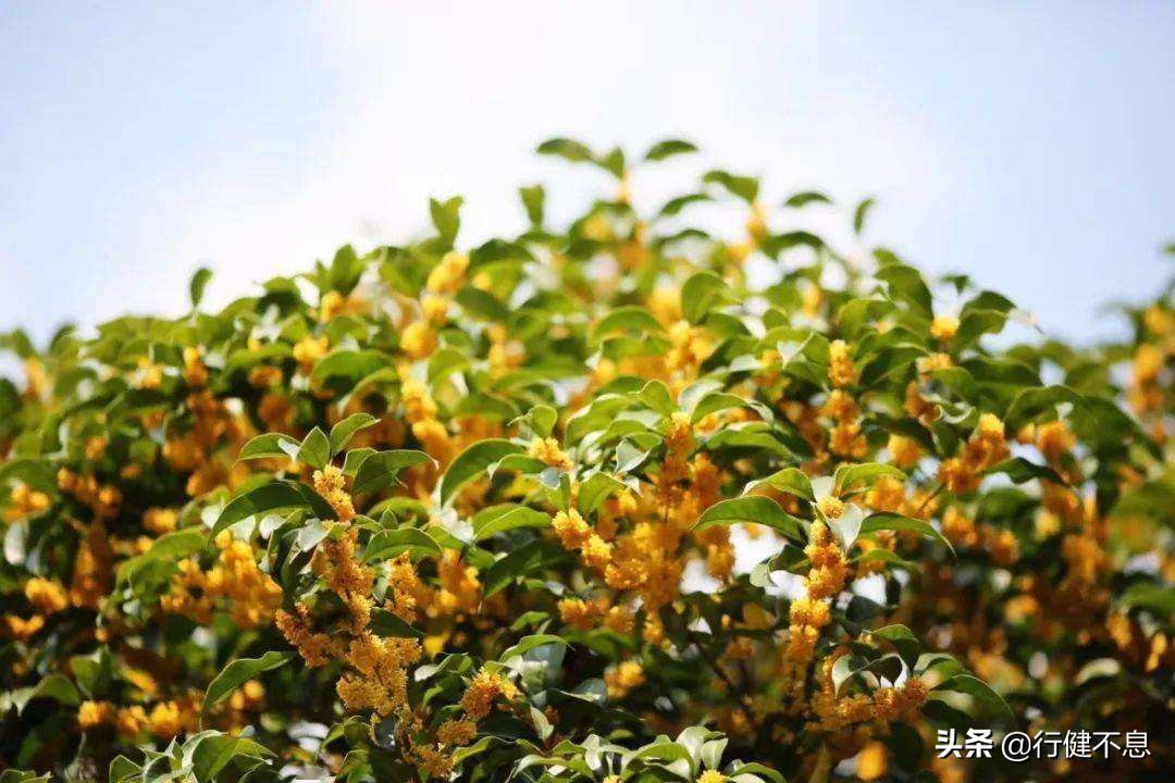 荷花十里桂三秋：十二首著名诗词，领略杭州的诗意之美