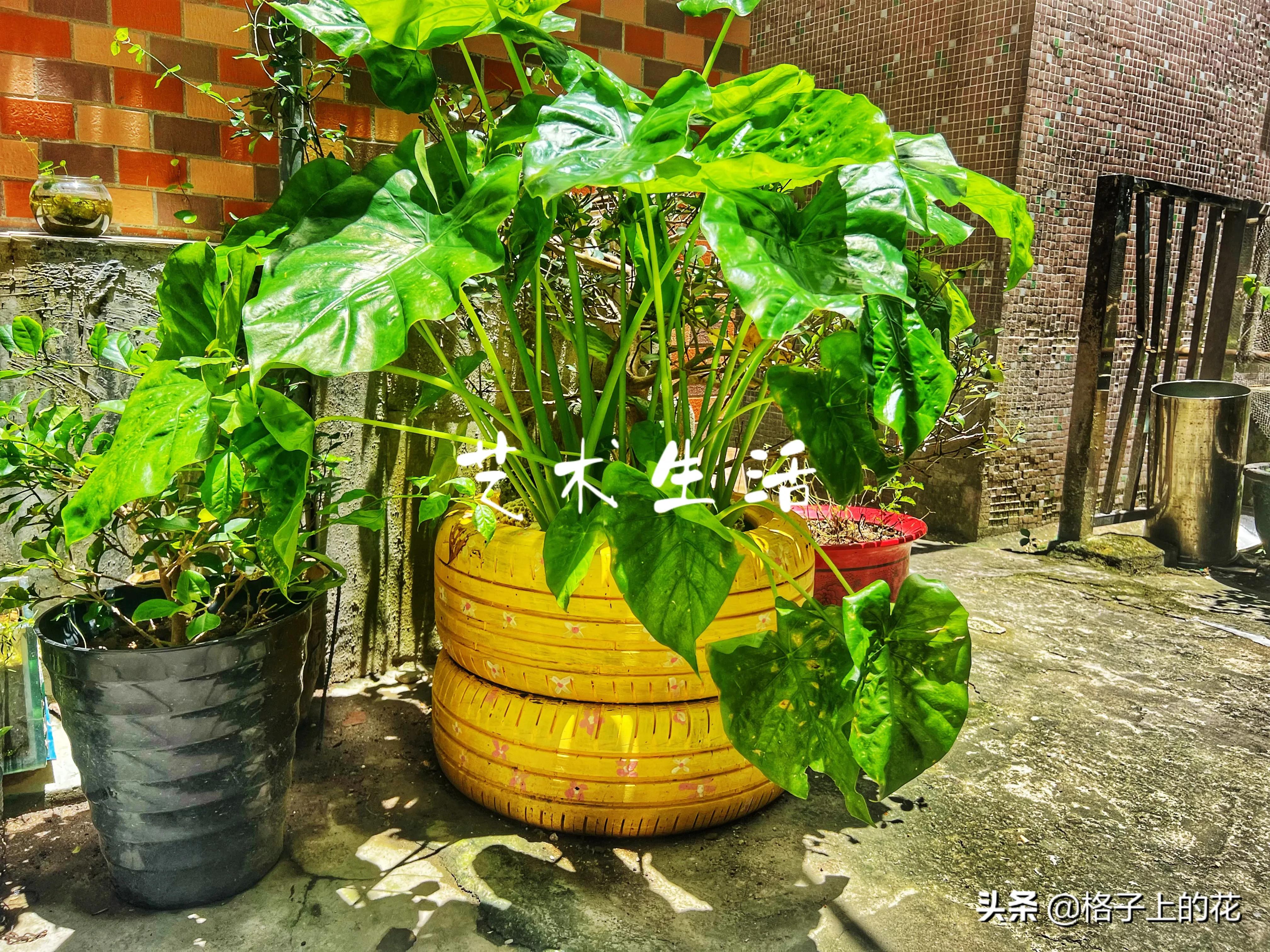 惠州有哪些小渔村好玩,惠州渔村