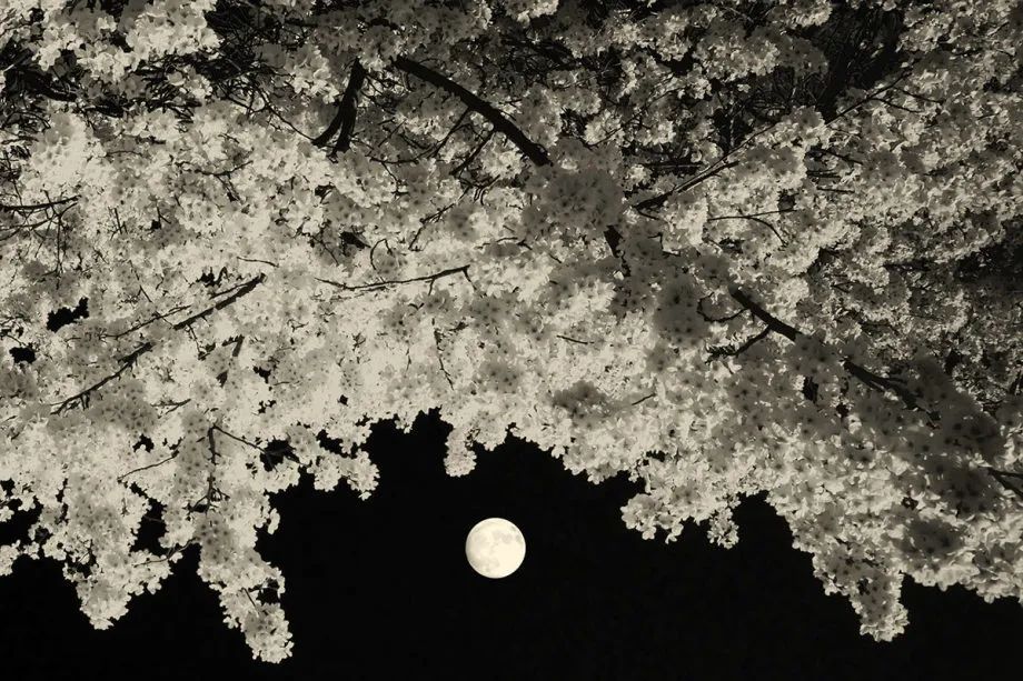 为什么不能过母亲节,为什么每年的母亲节都不一样