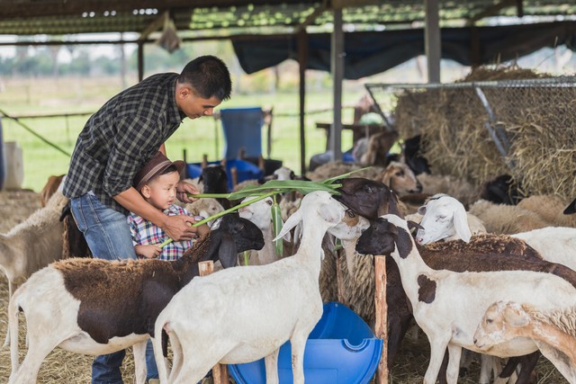 在农村适合兼职的养殖项目,农村养殖羊创业项目计划书