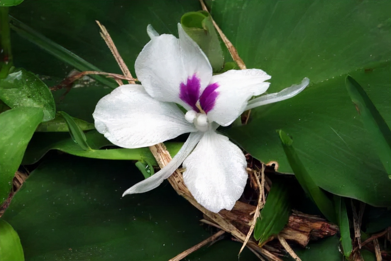 姜类香辛料都包含哪些种,12种必须了解的香料作用和用量