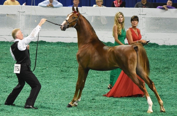 美国骑乘种马AmericanSaddlebred