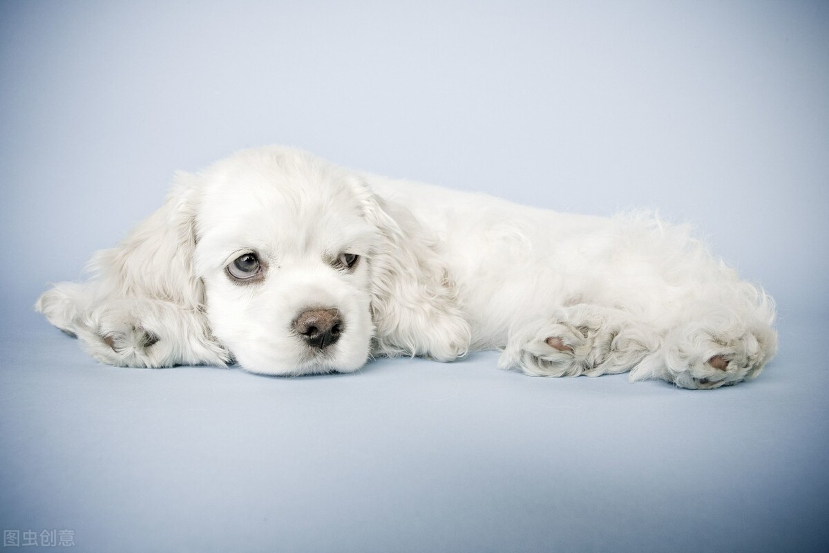 狗狗的10种常见行为,狗狗7种常见行为