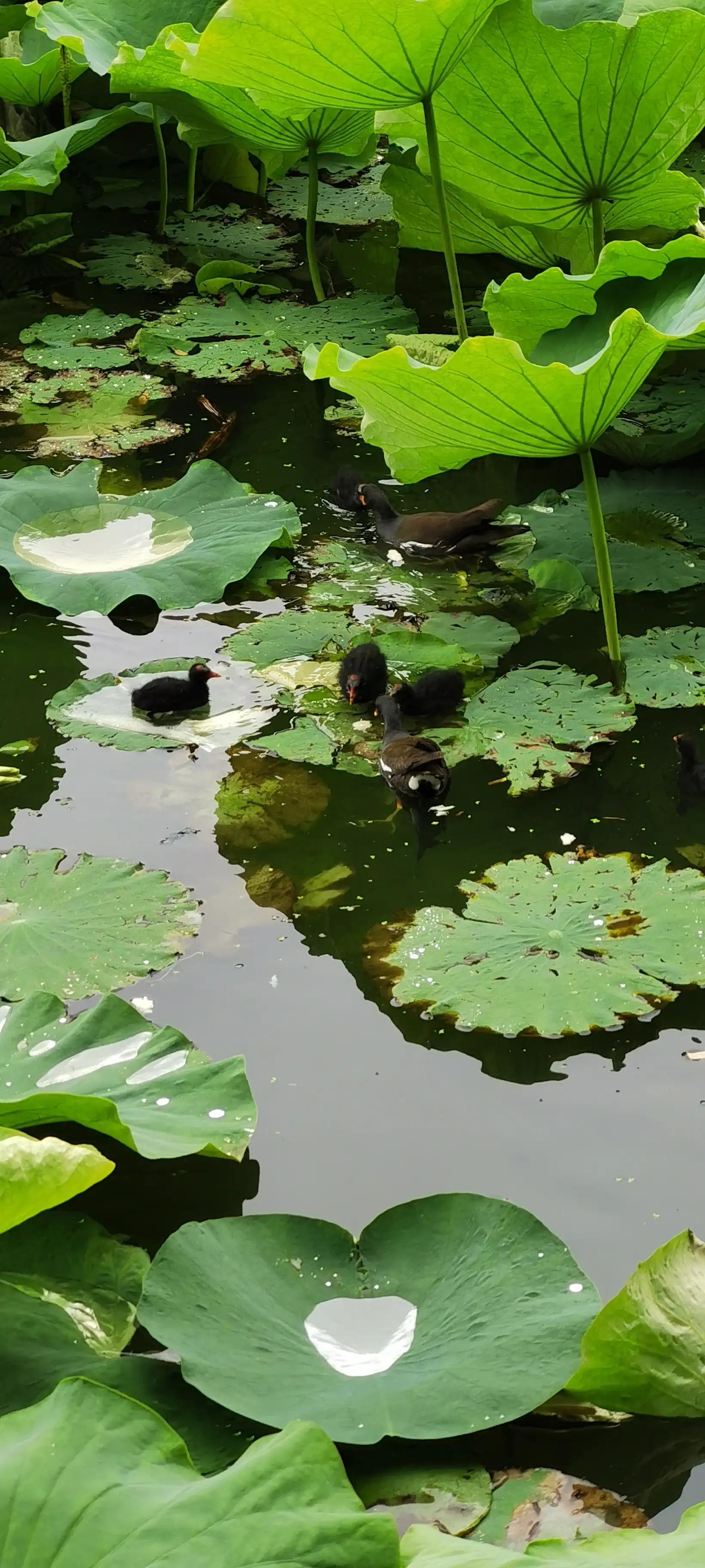 昆明翠湖，“荷”你有约