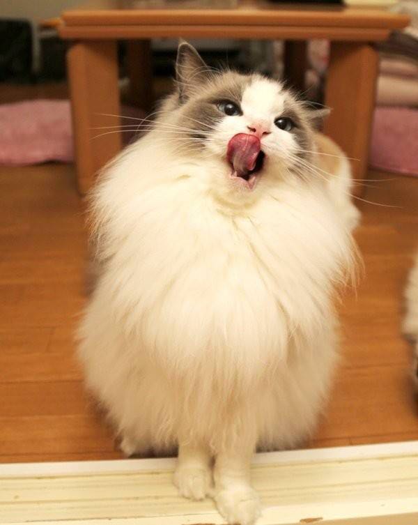 中华田园猫与名贵的宠物猫差别,中华田园猫比外国猫都好看