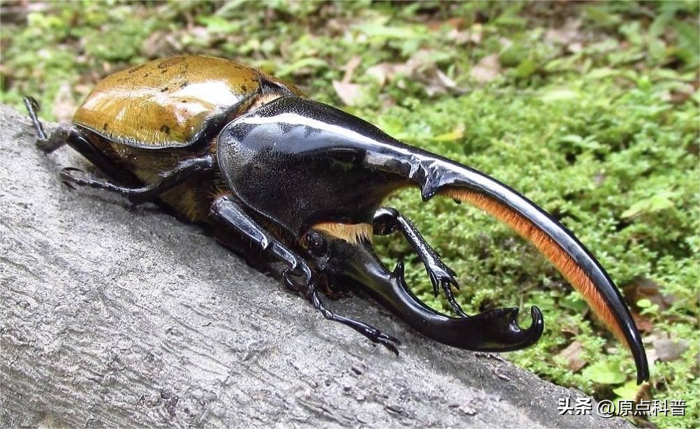 盘点农村小时候常玩的十个昆虫,盘点童年玩过的十种昆虫