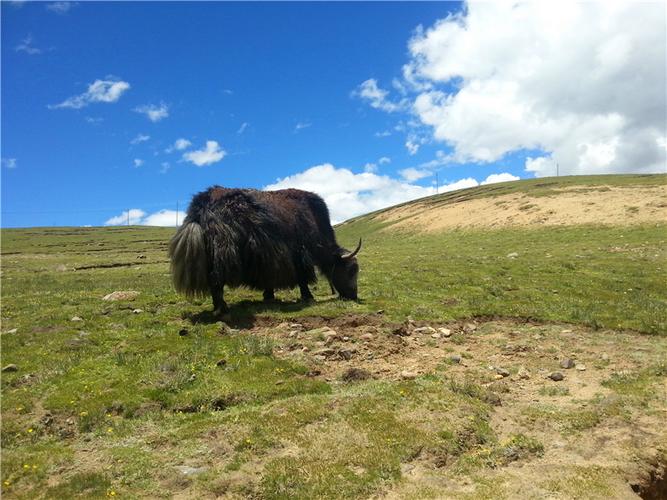 *藏西**9日游路线怎么安排，*藏西**9天跟团游攻略，真实经历