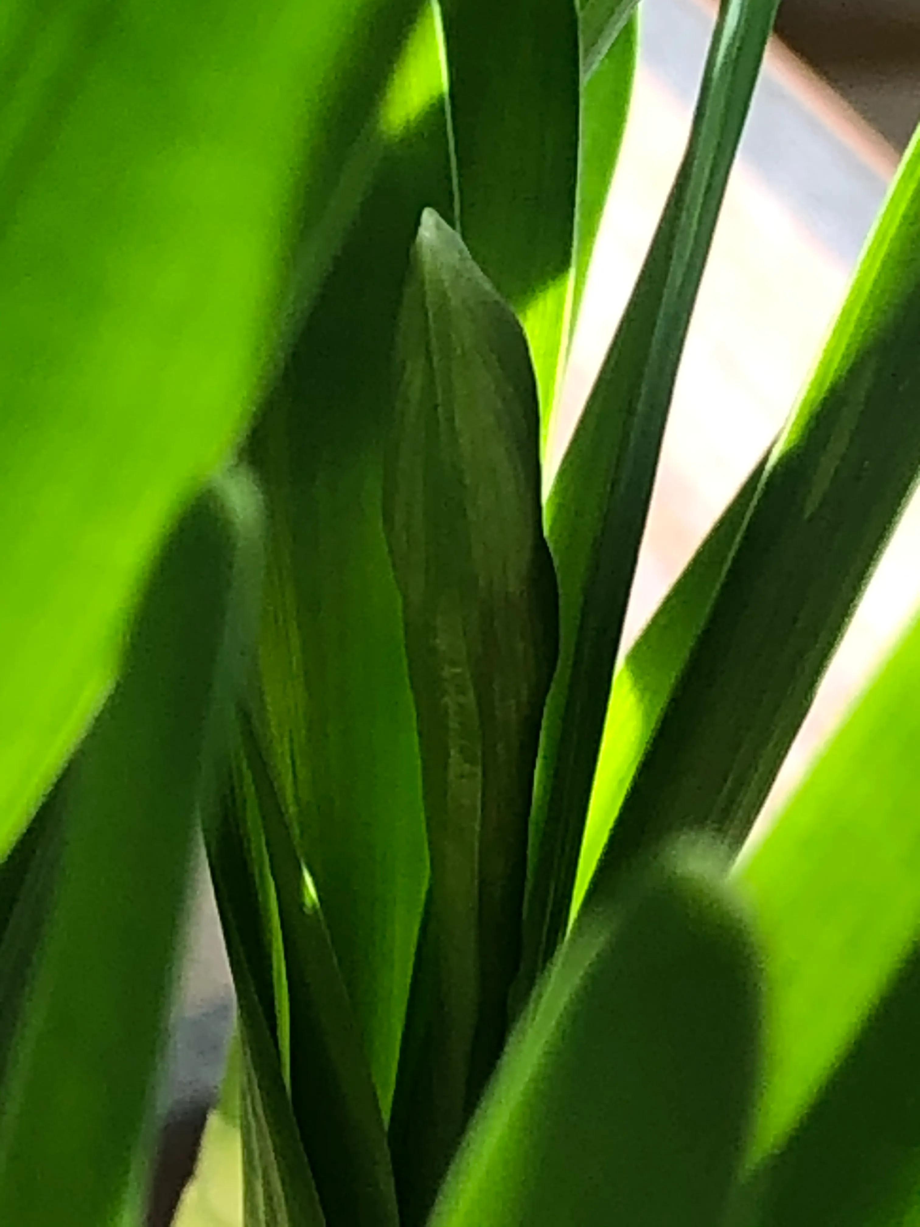 水仙花开迎春节,水仙花开财满福来