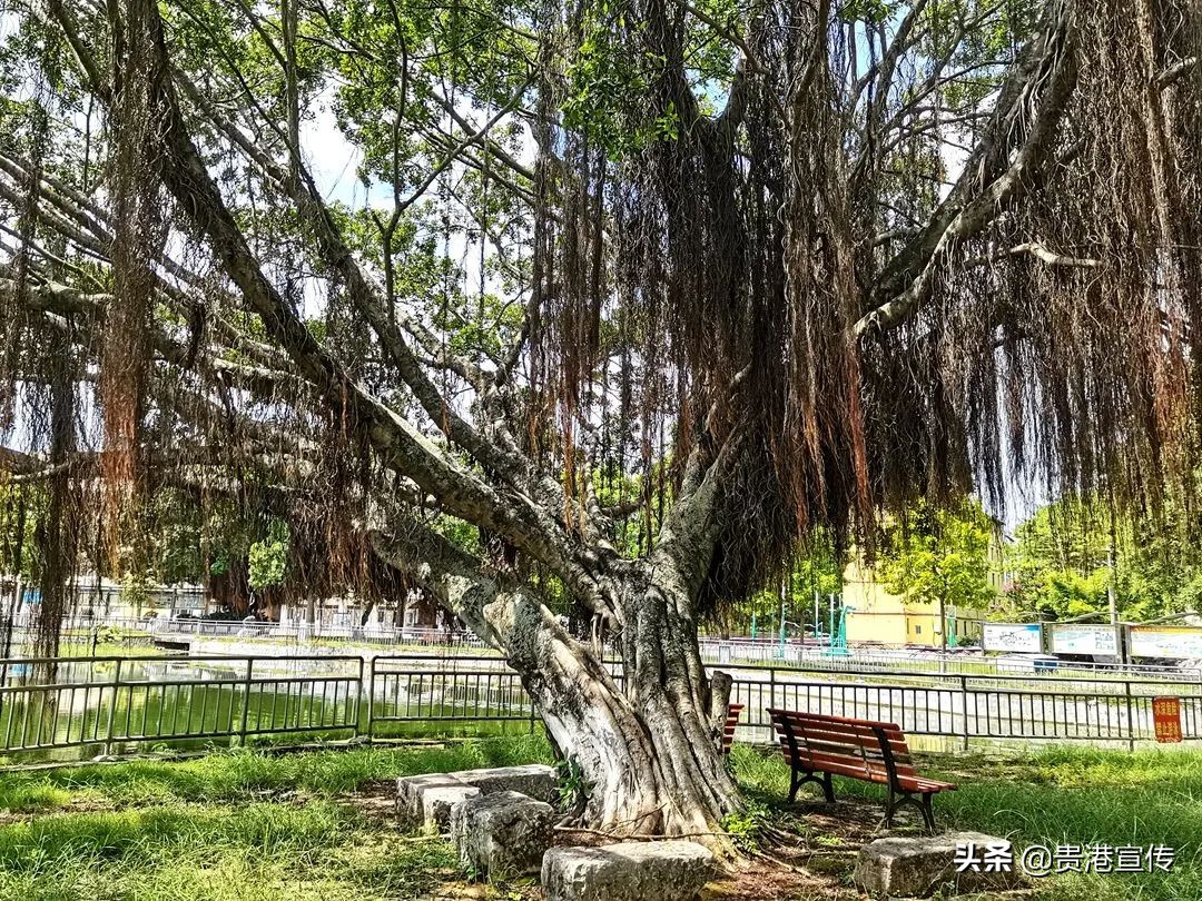 大圩二中06届,大圩二中运动会