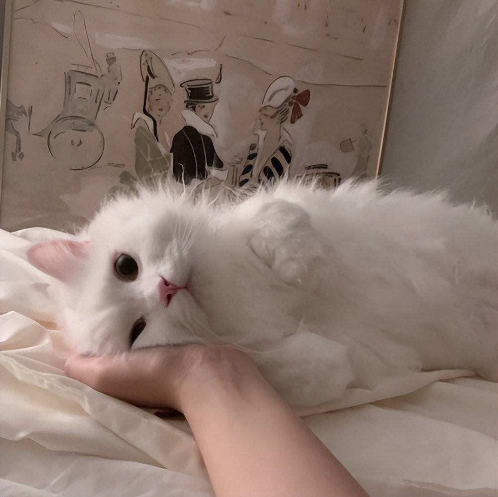 爱它，请不要放弃它！猫传腹不等于判死刑