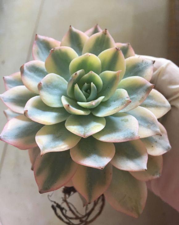 多肉浇水多了腐黑怎么救,多肉多久不浇水能旱死