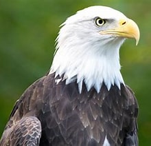 鸟中毒了会有哪些症状,鸟重金属中毒