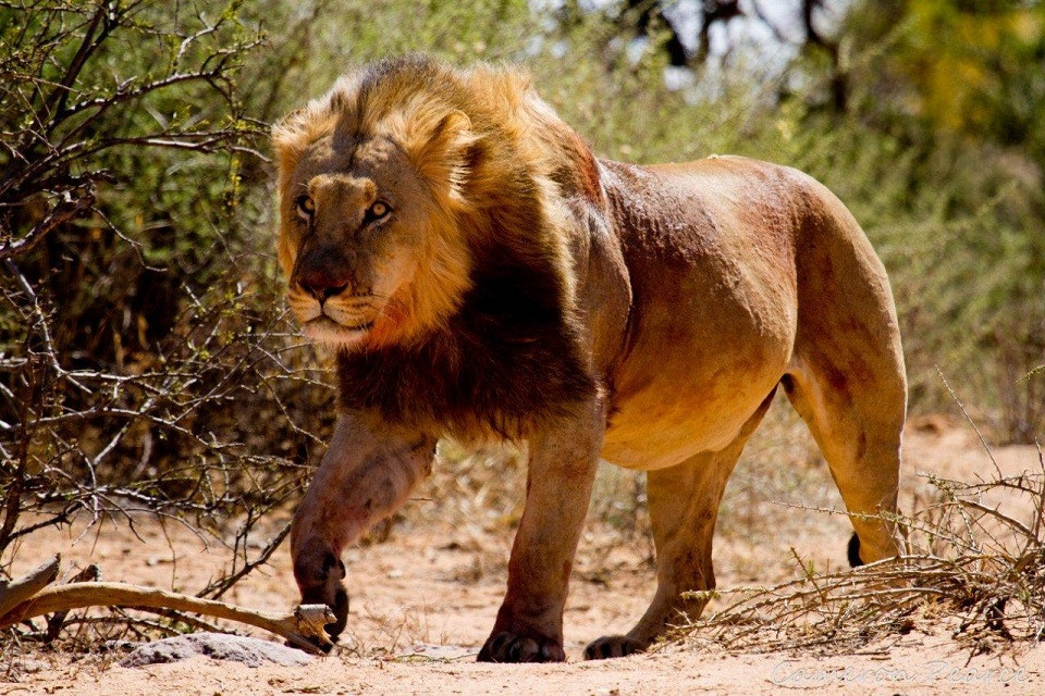 小奶猫老虎vs狮子,老虎和狮子谁是猫科一哥