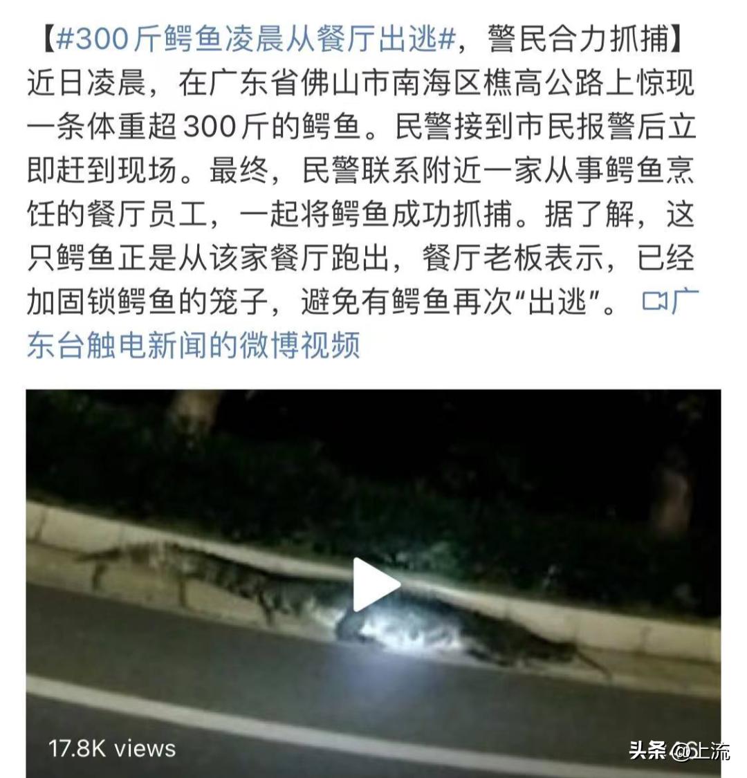 再“鳄”贯满盈的鳄鱼,也逃不出广东人的砂锅煲