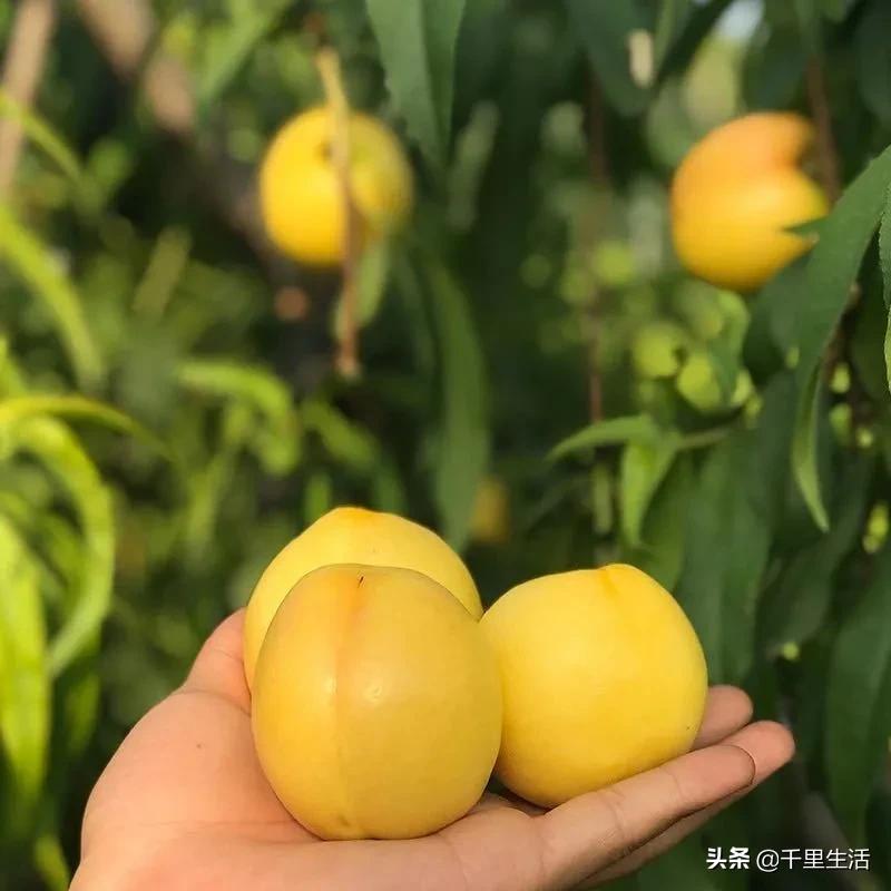 桃子熟了山东蒙阴黄桃,蒙阴蜜桃中国三大名桃
