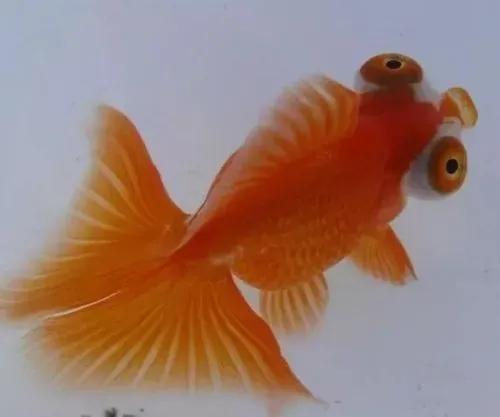 崔老道传奇完整版,崔老道传奇有几部