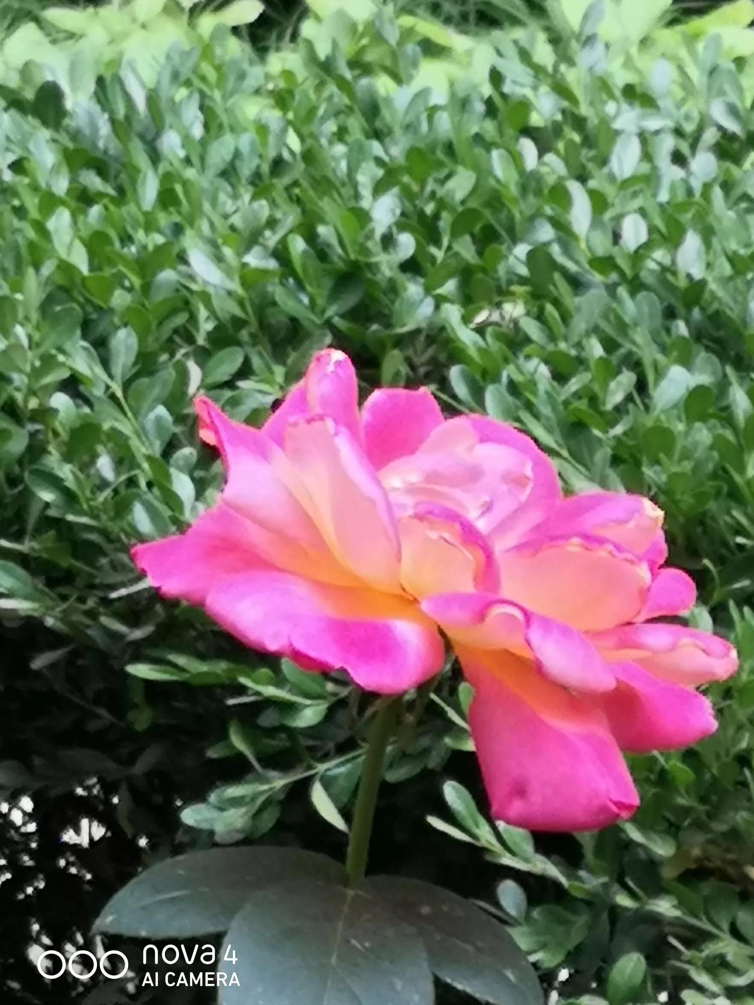 月季品种醉花,月季品种大全及图片欣赏