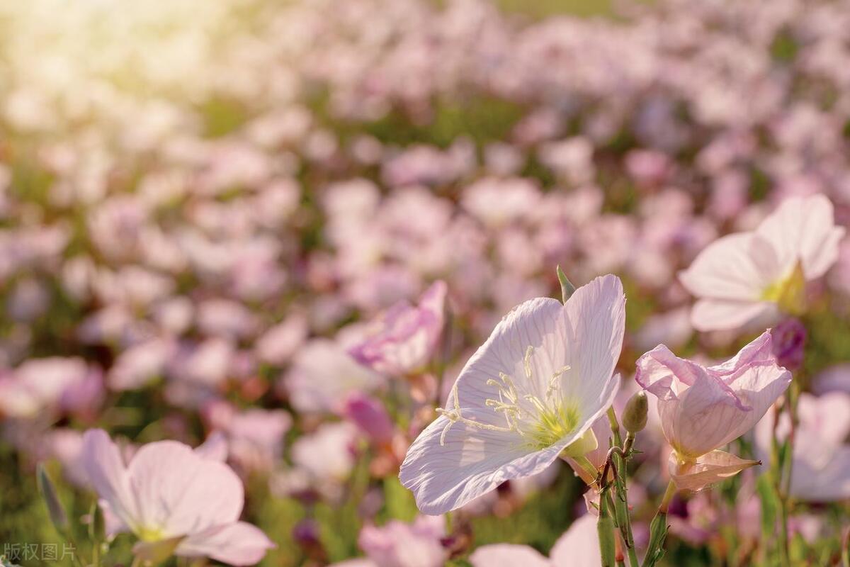 武汉五月看花的地方有哪些,武汉五月的花海