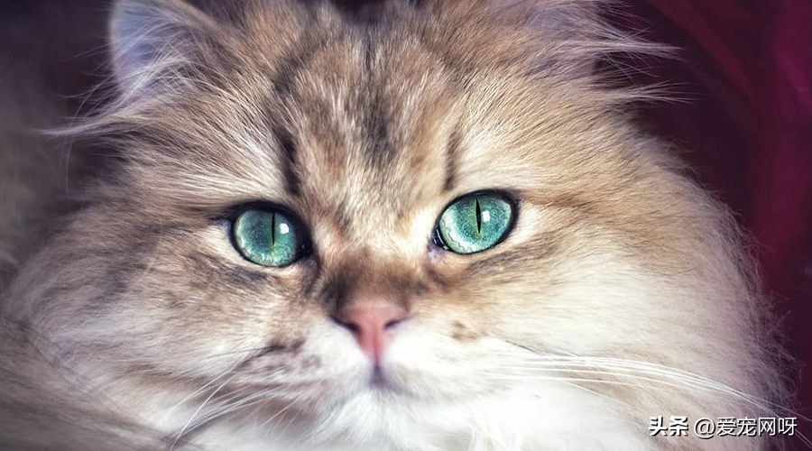 玳瑁猫咪是什么品种,猫咪品种大全及图片