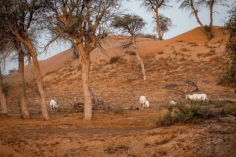 阿联酋丽思卡尔顿,阿联酋野奢帐篷