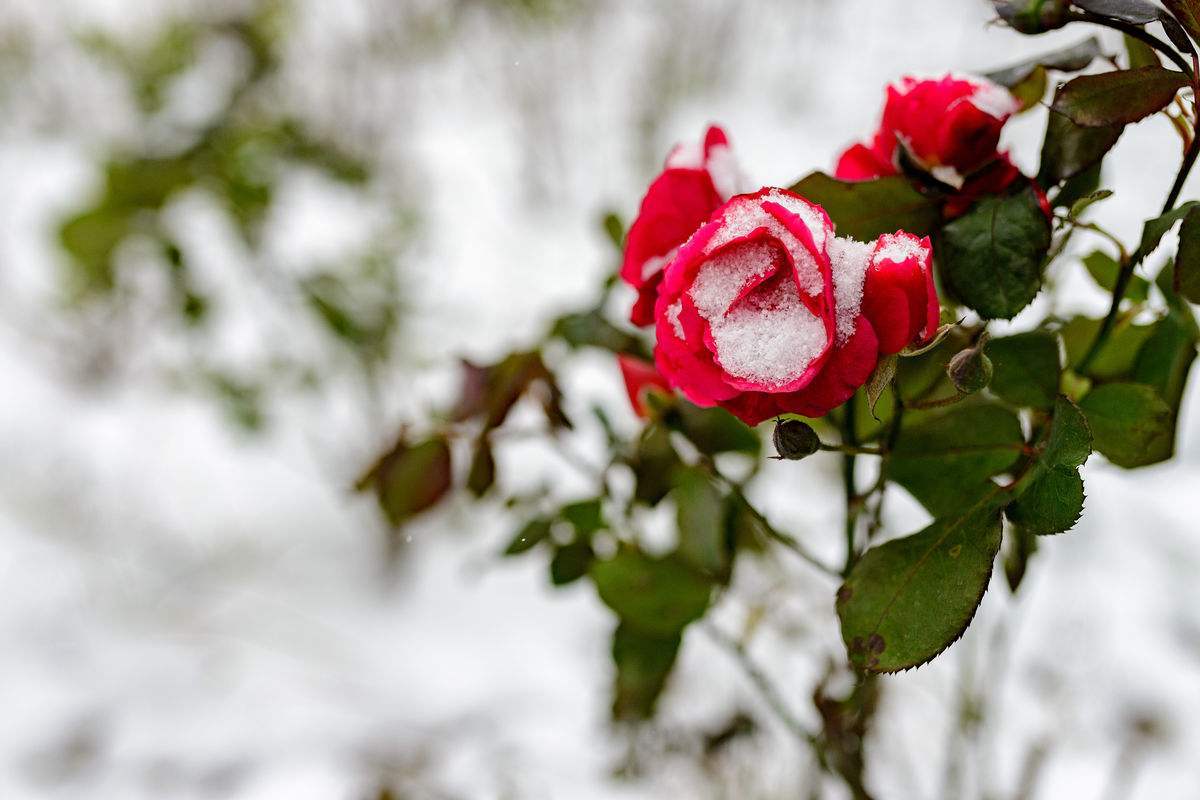 100首经典月季诗词,描写月季花的优美诗句