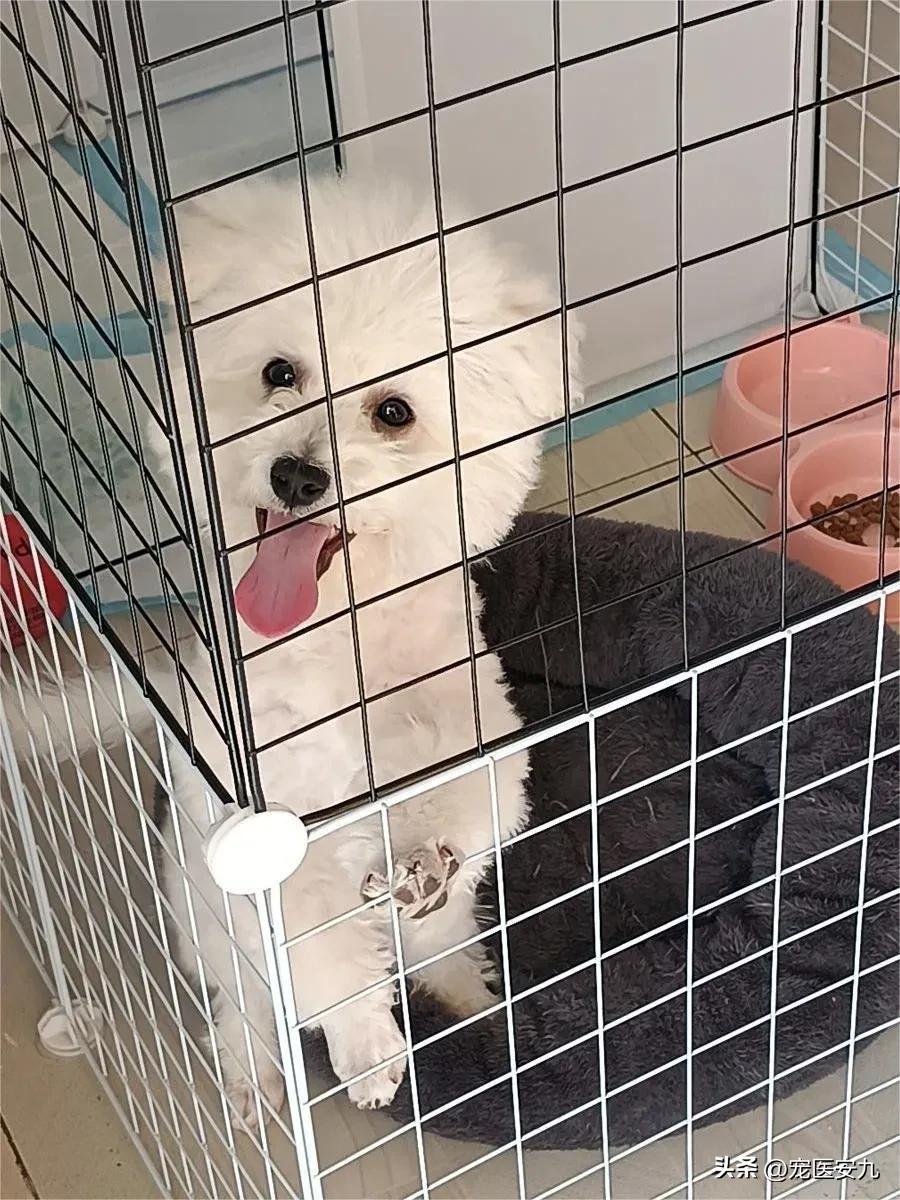 狗得了癫痫很严重能活多久,狗癫痫后走路转圈能恢复好吗