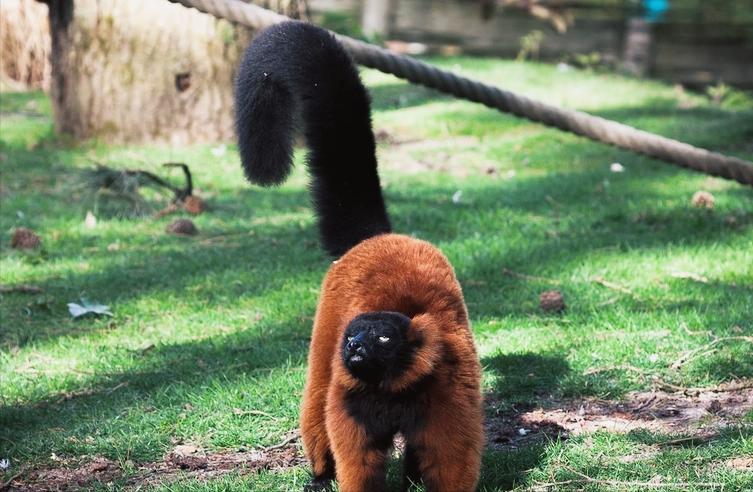 拯救濒临灭绝的红毛狐猴,拯救婆罗洲猩猩