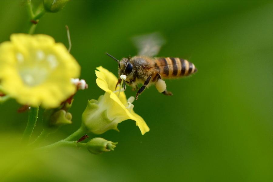 为啥国货都在力挺蜂花,蜂花国货老牌子有多火