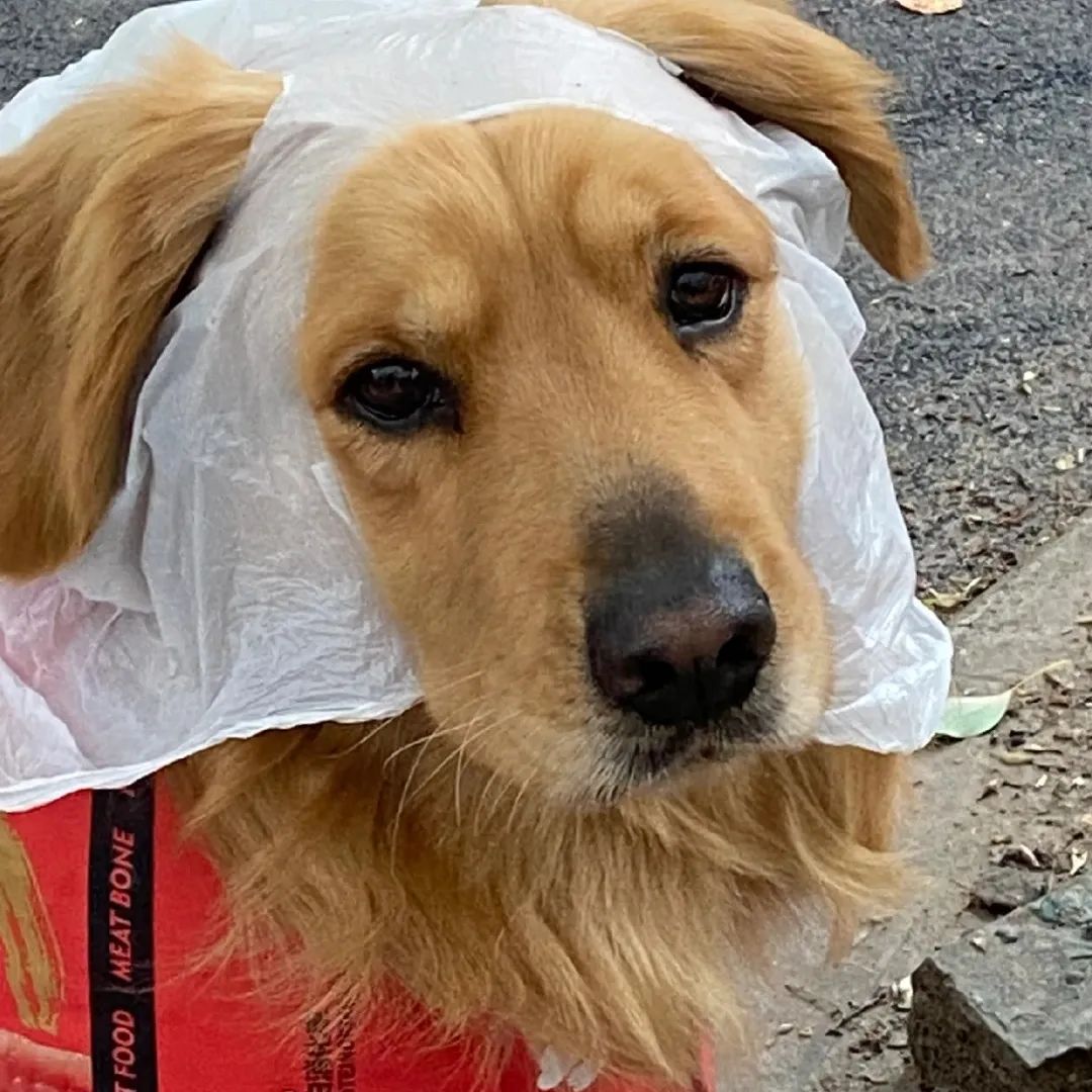 谁懂啊！回南天的养狗人家，惨过住鸡圈！pang臭！