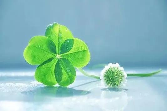 三叶草永远的一抹绿,三叶草我们眼中的缤纷世界