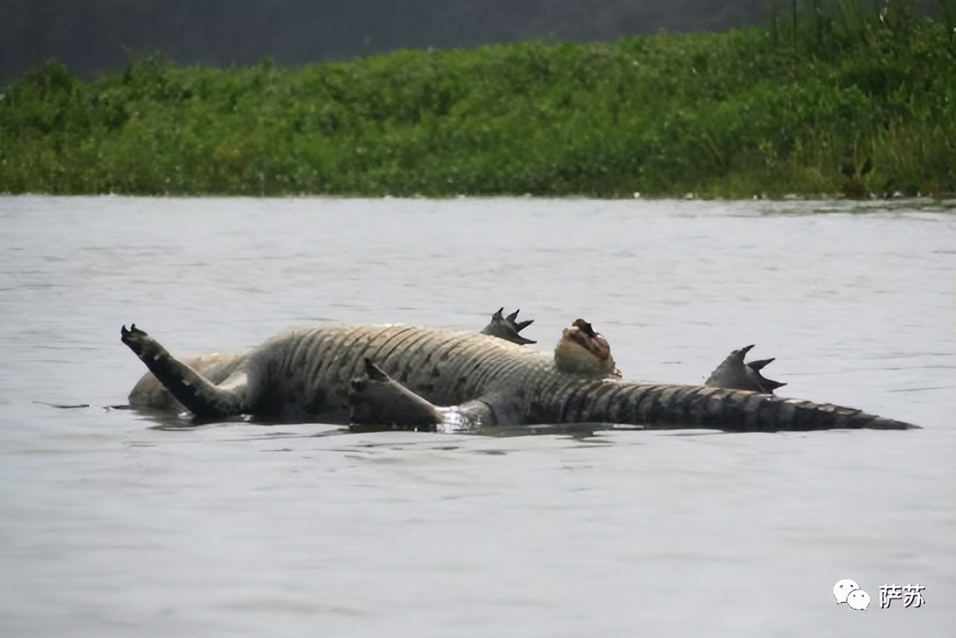 韩愈是怎么赶走鳄鱼的,韩愈写给鳄鱼的话