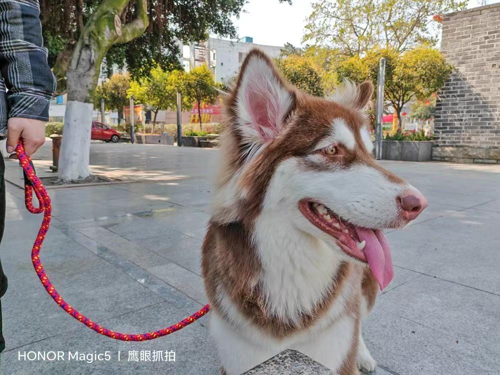 iqoo11与荣耀magic5怎么选,iqoo11pro和荣耀magic5哪个好