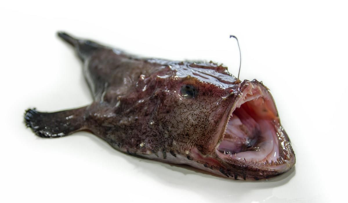 大海里的十种怪鱼,海洋里最可怕的三大怪鱼