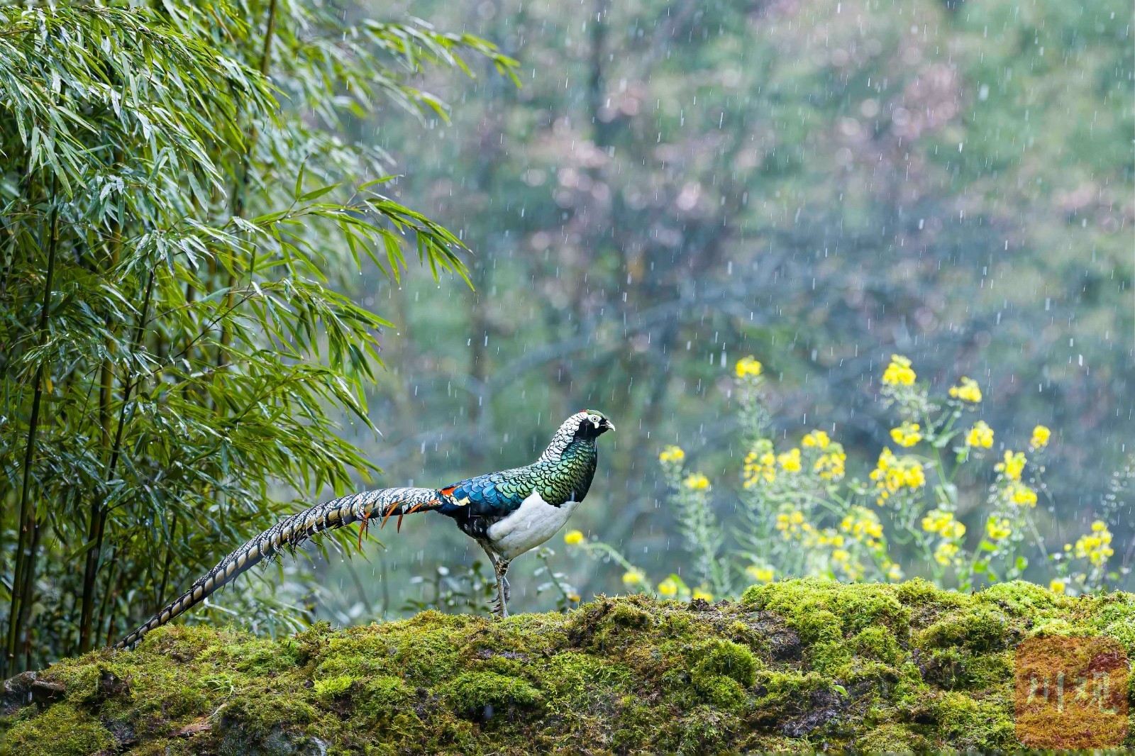 宜宾市屏山——鸟踏春色