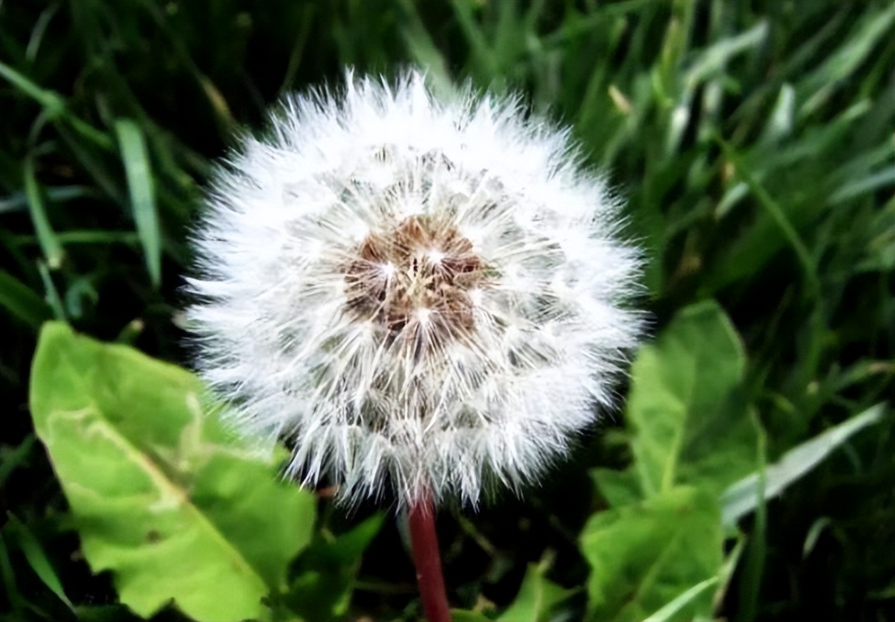 蒲公英茶对甲状腺结节的作用,蒲公英茶可以消除甲状腺结节