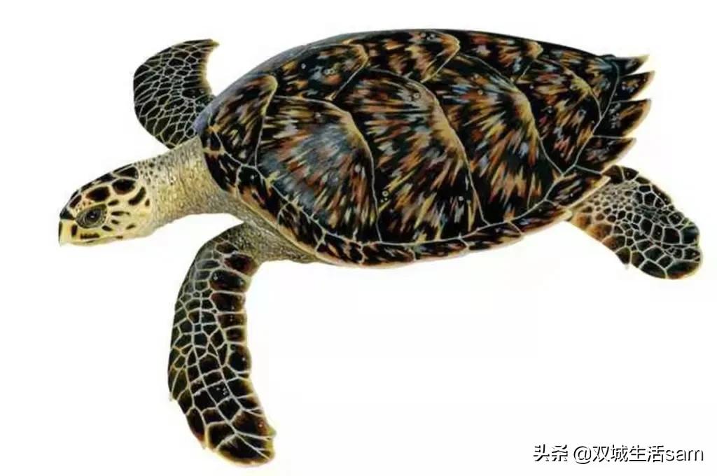 玳瑁为什么又是猫又是龟,玳瑁猫为啥叫玳瑁