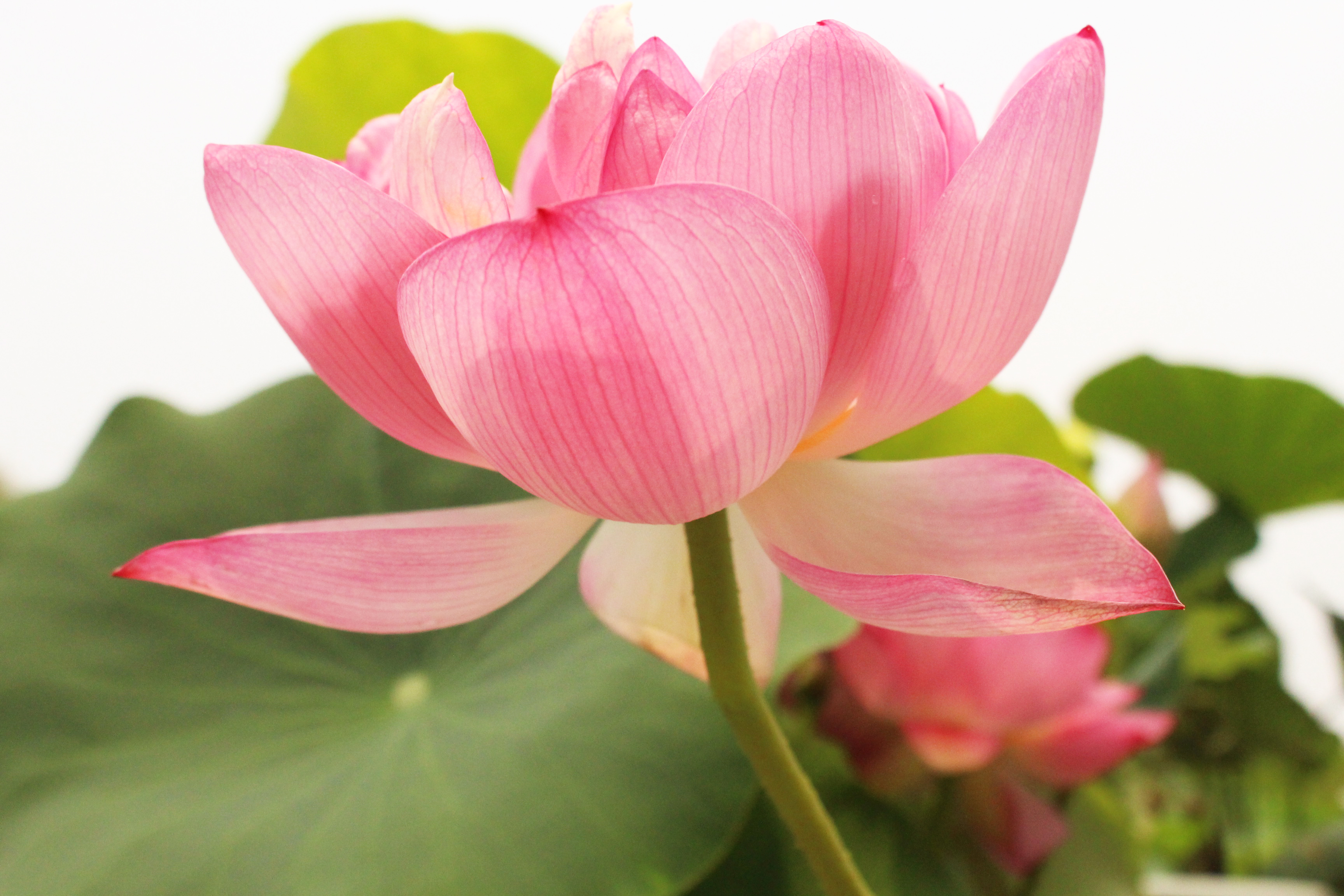 关于荷花的唯美诗句,古人赞美荷花的诗句