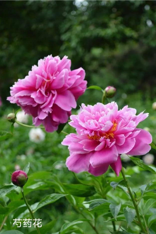 100种花草图片欣赏,50种花草图片大全