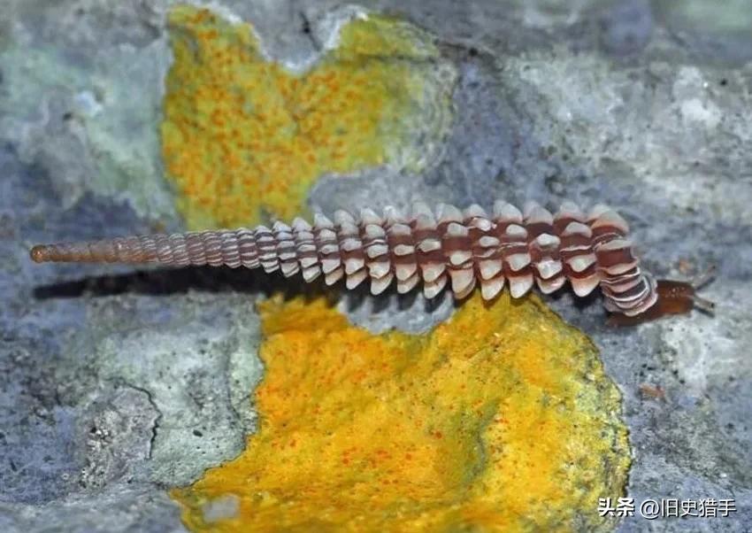 真实存在的十大奇怪动物,历史上无法解释的十大超自然动物