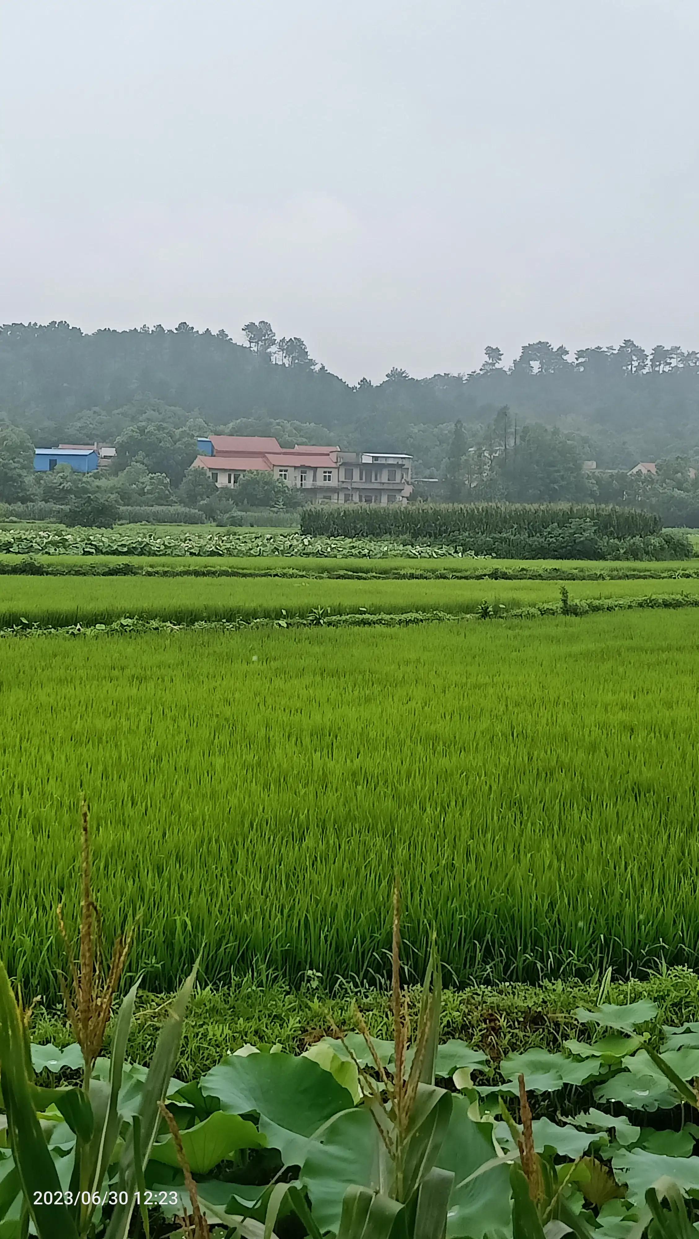 沌口海尔工业园叉车,武汉市蔡甸区东荆河路海尔工业园