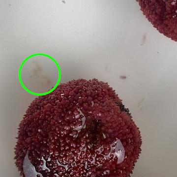 为什么盐水可以泡出杨梅中的虫子,杨梅用盐水泡多久泡出虫子