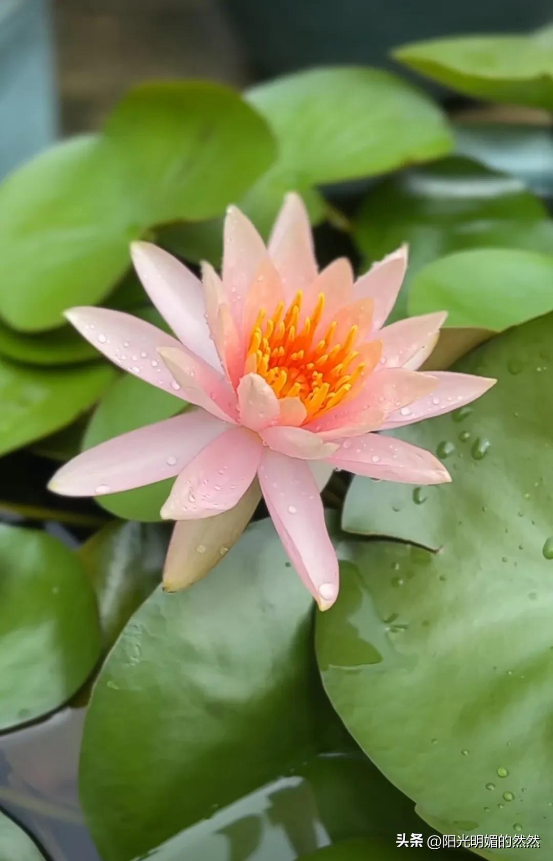 赞莲花诗杜甫,古诗欣赏莲花