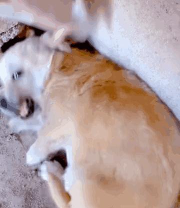 搜救犬起什么名字合适,搜救犬名字怎么取