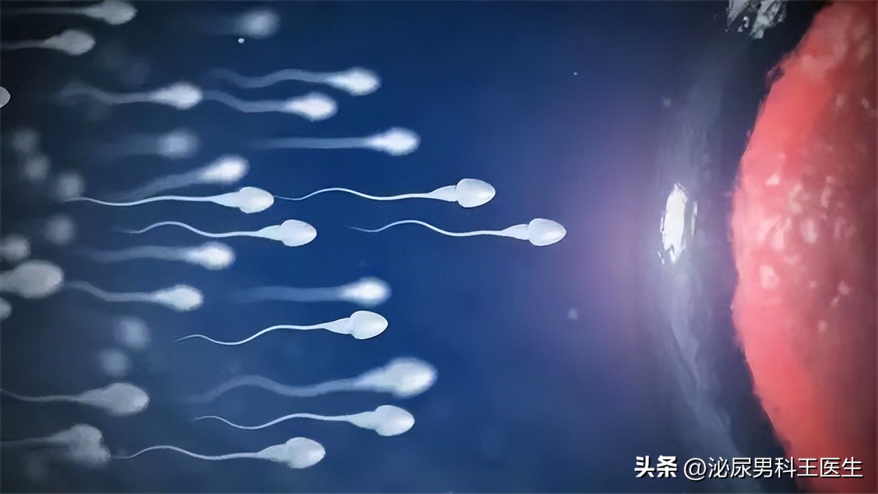 进入女性体内，没有成功“受精”的精子，都怎样了？